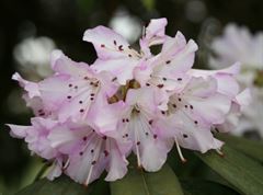R.rubiginosum